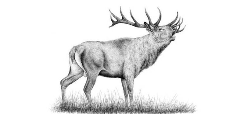 Myslivecký ples - 1