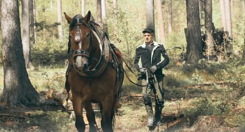 Brdská lesní bitva - 1