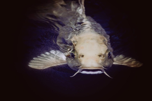 Catfish - 1853610 - 640