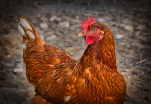Chicken - 3727097 - 1280