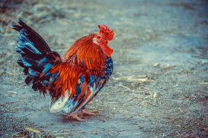 Chicken - 3741129 - 1280