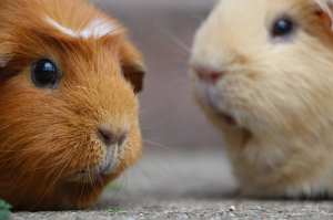 Guinea - pig - 5287747 - 1280