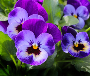 Pansy - 327188 - 1280