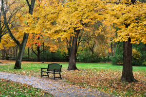 Podzim lavicka v parku