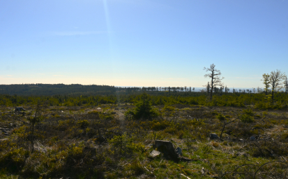 Dřevěný jelen nově zdobí brdský vrchol Praha. Označník citlivě rozvíjí turistickou infrastrukturu v Brdech
