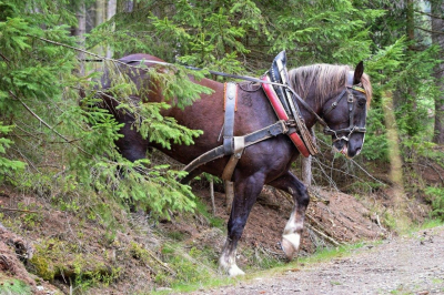 Koně v Brdech3