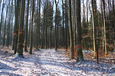 Getsemanka   (foto: Jaroslav Hodrment)