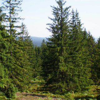 Podstrana